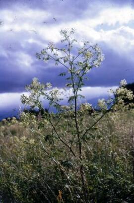 [Plant study - Umbelliferae]