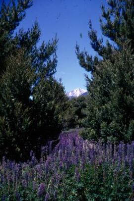 [Conifers & Lupins]