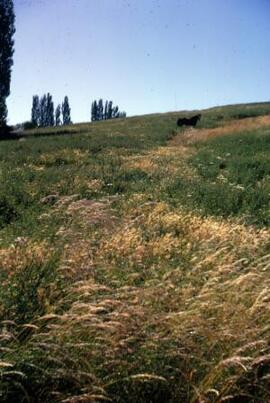 [Grassland]