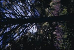 Open original Gwrthrych digidol