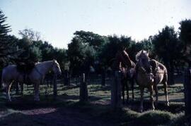 [Saddled horses tethered to a fence]