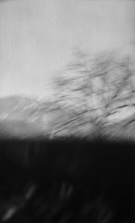 [Tree - blurred]