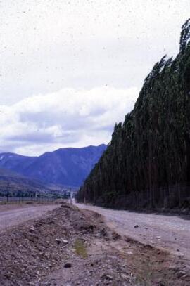 [Road with poplars on the right hand side]