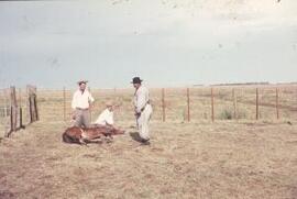 [Gauchos roping a horse]