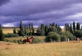 [Grassland & poplars, Cwm Hyfryd]