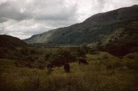 [Valley with cattle grazing