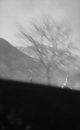 [Tree-blurred]