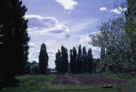 [Ploughed field and poplars]