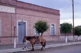 [Horse tethered outside a brick building]