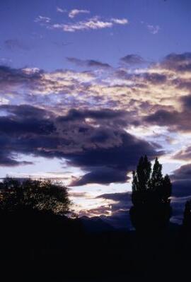 [Poplar silhouetted against an evening sky]