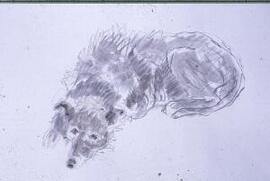 [Sheepdog resting]