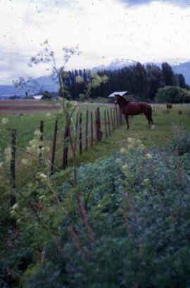 [Bay Horse & fence]