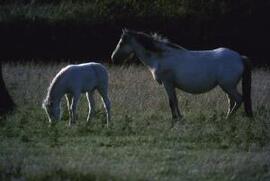 [Horse & foal, evening light]