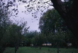 [Orchard]