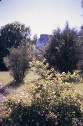 [Wild rose, Los Alerces National Park]