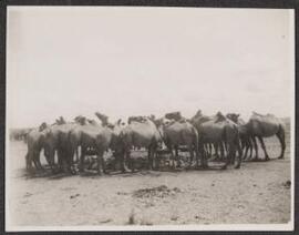 [A herd of camels either eating or drinking]