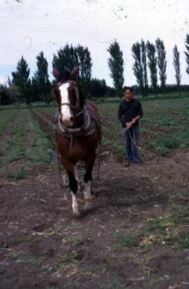 [Farmer & horse]