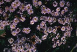 [Red Admiral butterfly feeding on Pink Asters]