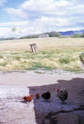 [Landscape with chickens]