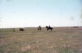 [Gauchos & steer]