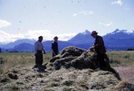 [Three men in a field harvesting a fodder crop, Cwm Hyfryd]