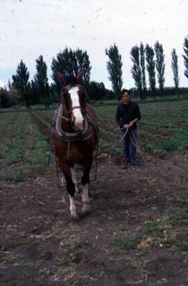 [Farmer, horse & plough]