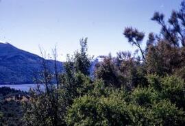 [Vegetation with lake and mountains beyond]