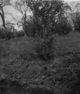 [Young fruit tree in an orchard]